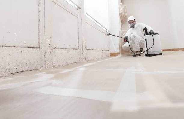 24/7 Emergency Basement Mold Remediation experts in North Bend, PA